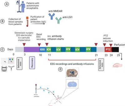 Antibody induced seizure susceptibility and impaired cognitive performance in a passive transfer rat model of autoimmune encephalitis